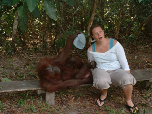 An orangutan taking Amanda's hat