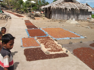 Cloves drying on the walk of Damar