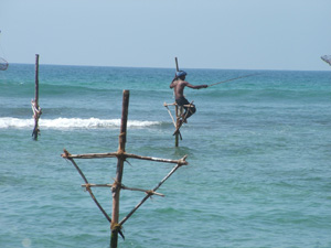 Stilt fishermen near Galle, Sri Lanka