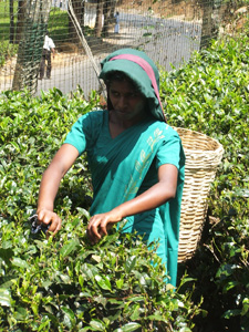 A woman harvesting tea