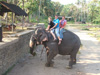 Emily, Amanda, and Greggii on Elephant in Sri Lanka